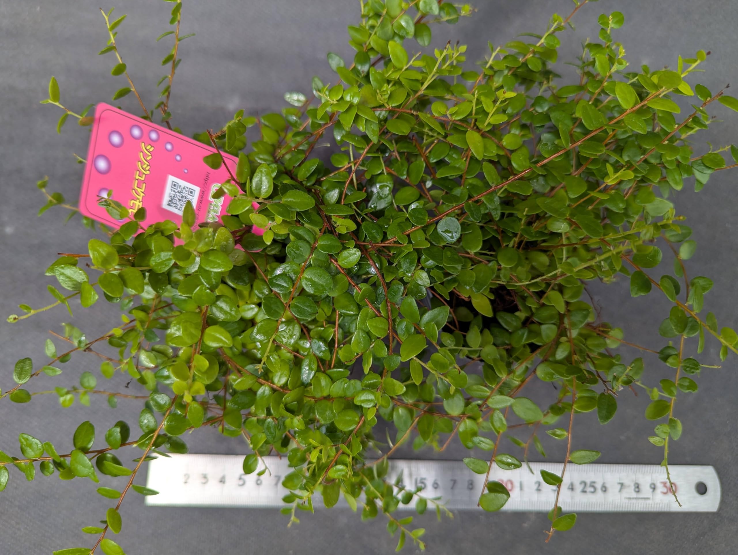 Amazon｜OZ-Plants 真珠コケモモ（シンジュコケモモ） 2.5号ロング